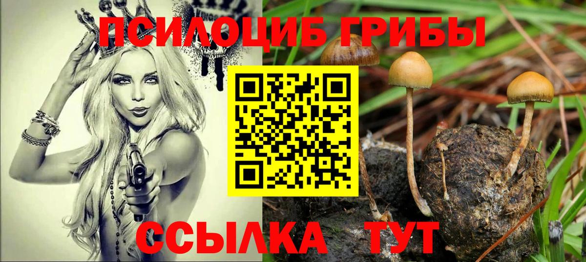 Галлюциногенные грибы Psilocybe Бугульма